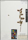 Foto von Salix pentandra L.
